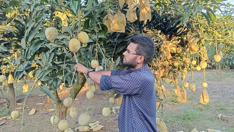 টাঙ্গাইলের সখীপুর পৌরসভার দেওয়ানচালা এলাকায় গৌরমতি আমের বাগান। গত রোববার তোলা